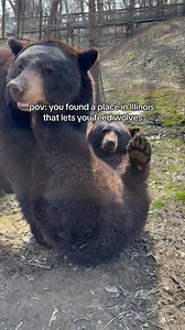 Signed up to feed the wolves… Stayed for the bears 🐻 Private Animal Encounters at Wildlife Prairie Park are hands-on, educational, and full of unforgettable surprises—giving you behind-the-scenes access to help feed and learn about some of our most iconic animals. Book your Private Animal Feeding & Encounter today to feed our bears, wolves, cougars, and elk—all in one day! www.wildlifeprairiepark.org/experiences/private-animal-feeding-encounter #WildlifePrairiePark #AnimalEncounter #FeedTheWolv