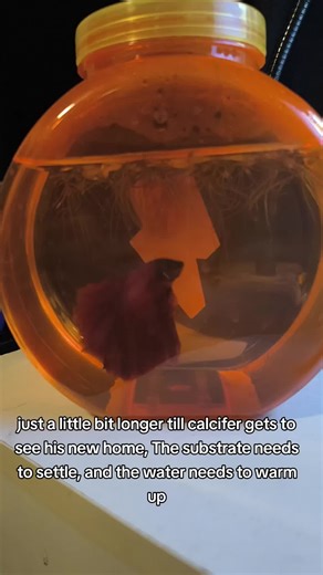 Setting Up a New Home for Your Betta Fish