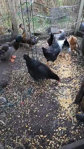 A Drake had its mate pass and has been lonely since, so the adoption of two more ducks is a success. ✔️ Thank you Alan Francis! This brings me more joy than I can explain. 💝 A full circle for these two who came to us with over 10 siblings. Every like and comment helps 🎉 #homesteading | Brittany Stanek