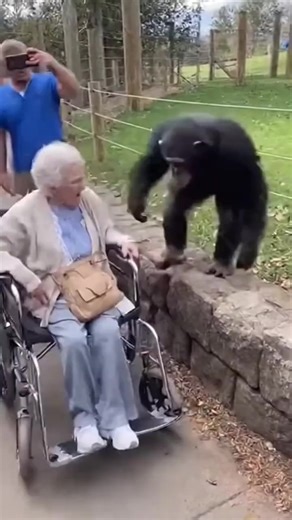 old lady dragged into monkey cage | Harold Hooper