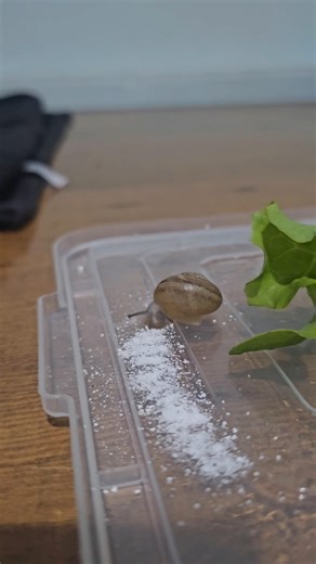 Water vs. Dry Snail: The Awakening! ✨🐚 #nature #asmr #satisfying
