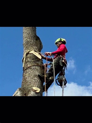 🌳🚜 Taking tree care to new heights! 💪🌲 #atlanta #treeservice #treeremoval #landscaping #trend
