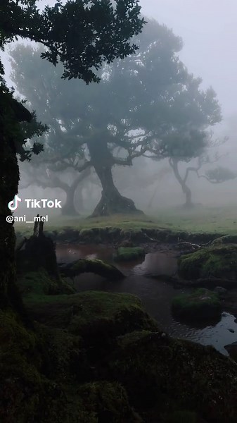 Rainy Forest Days in Madeira: Scenic Nature Video