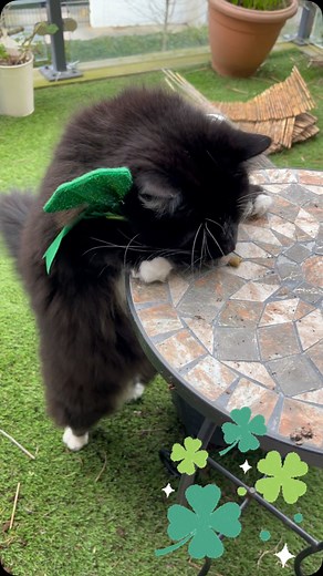 It’s Saint PAWtricks weekend and I am getting into PAWty vibe. Who wants to come and spend the weekend with me- we will jig our little socks off. 🐾🐾🐾🐾🐾🐾🐾 #sooty #stpawtricks #pawtrick #stpatricksday #stpatricksday☘️ #irishcat #irishcatsofinstagram #tuxedocats #funnyvideos #funnycatsofinstagram #catvideo #dublin #funnyshit #dreamiescattreats | Sooty! Living the dream