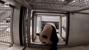 Pandas explore their new home at Smithsonian’s National Zoo