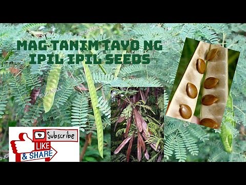 Paano mg tanim Ng ipil ipil seeds (JRP Farm)