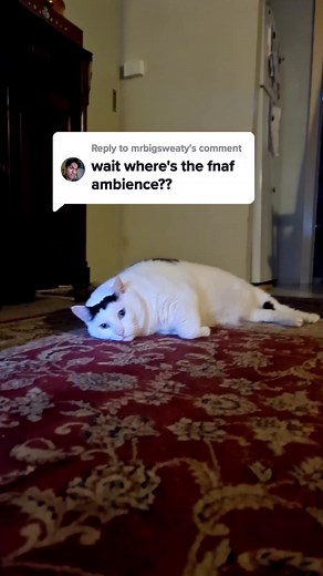 Funny Cat Video: Bouncing Bender Chonky Cat