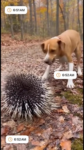 11K views | A curious dog approaches a porcupine 璉 Tries to bite, gets quilled, yelps, shakes, and circles. Would your dog dare to mess with a porcupine?  | Lucy Dallas | Facebook