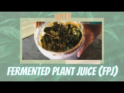 Concoction: ANG PAGGAWA NG FERMENTED PLANT JUICE (FPJ)
