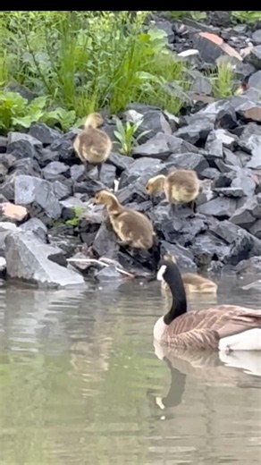 The moment the goslings lined up to come ashore was so funny! 😂🤣