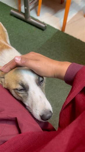 Beautiful Dog lover ￼#shorts #trending #dog #love @tenzinyt9938