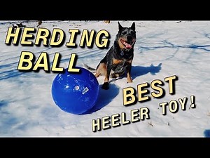 I Bought my Blue Heeler a Herding Ball