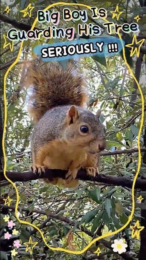 Squirrels Are Very Territorial, And Will Fight Over Food Availability | #wildlife #nature #food