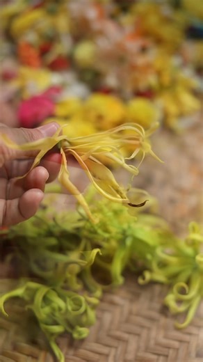 Bunga Rampai Bunga rampai adalah campuran beberapa jenis bunga yang di hiris halus , daun pandan yang di racik-racik halus dan campuran minyak wangi. Ia di gunakan dalam majlis perkhawinan, khatam Al Quran, cukur jambul atau majlis dan adat istiadat Melayu. Bunga rampai terdiri daripada campuran 7 jenis bunga pilihan : Bunga mawar / rose Bunga kenanga Bunga angerik Bunga jasmin Bunga cempaka Bunga melati Bunga cina Bunga jarum Bunga kekwa Bunga kesidang Atau apa2 sahaja bunga yang berbau harium 
