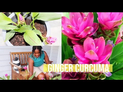 Growing My Curcuma Ginger Plant in My Zone 6 Midwest Garden