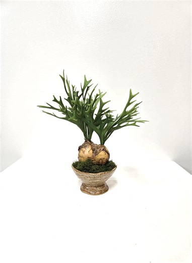Faux Mini Stag Horn Fern: Handcrafted Clay Pot, Deer Moss - Etsy