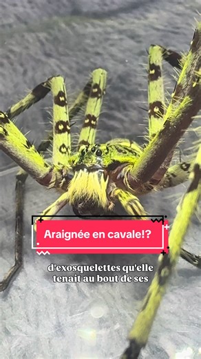 Heteropoda : reproduction et survie des bébés araignées