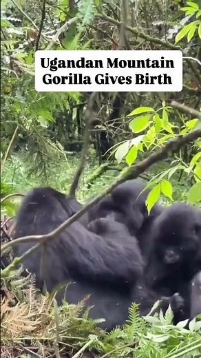 Mountain Gorilla gives birth🎈🎂🦍 #gorilla #wildlife #visituganda