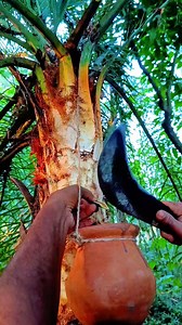 Banana tree sap vs palm tree sap collection #camping #bushcraft #survival #outdoors #SurvivalBogura #skills | Survival Bogura