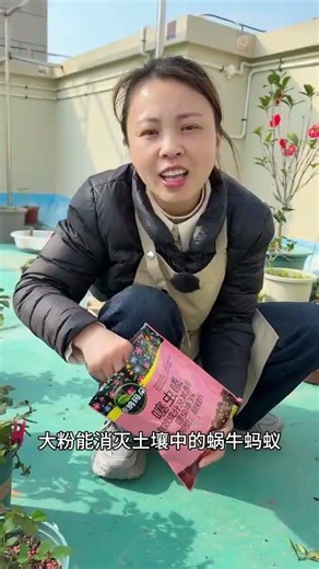 Spring's Rose Infestation: A Bug's Paradise