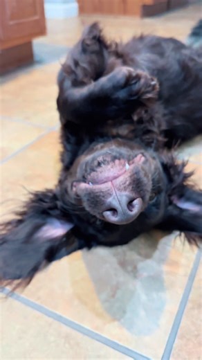 The Adorable Life of Boyd the Boykin Spaniel