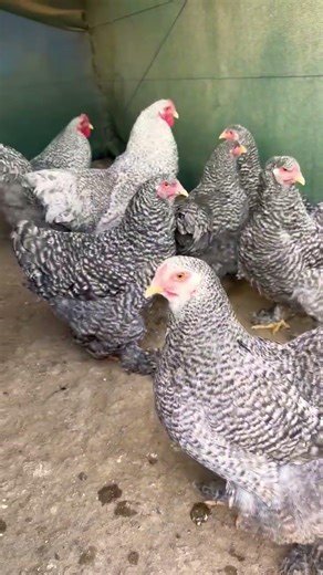 cucko brahma chickens 🥰 #shorts #ytshorts #trending #youtubeshorts #brahmachickens
