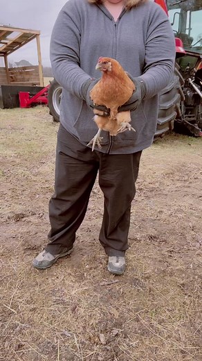 Fascinating Facts about Chickens' Gyroscopic Heads