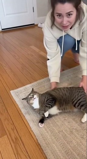 Cat Slaps Dog and Falls, Leaving Dog Shocked – Hilarious Moment