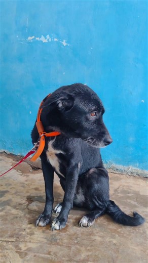 short video mini vlog english bathing 🧼 is my dog 🐕 koko #minivlog