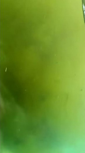 Hippos underwater poop show