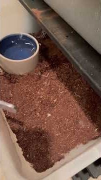 Getting ready to feed my Leopard geckos!