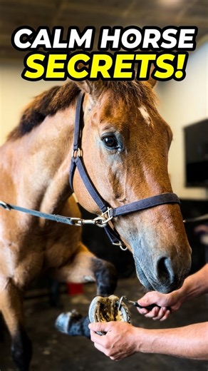 The secret to a calm horse during grooming 🤫🐴 #horsecare #equestrian