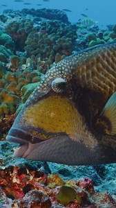 The infamous titan triggerfish of the Indo-Pacific sports bold colours and even bolder tempers. With strong jaws and special teeth, they crunch through sea urchins and coral, helping keep reefs balanced. But come nesting season, they turn into grumpy reef sentries, chasing off anything that dares approach their eggs. 🎥: Luke Saddler | Save Our Seas Foundation