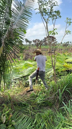 Roçando Juqueira: Tudo Sobre o Rei da Juquira