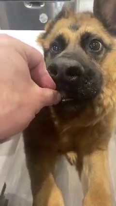 413K views · 22K reactions | “4 WORDS: SATURDAY. NIGHT. LEFTOVER. PIZZA. (!!!!!!!!!!!!!!!) — I’m sorry but all manners are out the window when my Humans come home with delicious leftover pizza!!!! This and Wednesday Daycare are my two favorite weekly events!!” #quasithegreat #gsd #pizza #delicious #food | Quasi The Great | Facebook