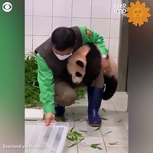 2M views · 67K reactions | This baby giant panda was feeling clingy at the Everland Zoo in South Korea. Fu Bao didn't want to let go of her zookeeper's leg after being weighed. | CBS Sunday Morning | Facebook