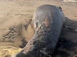 Huge dead whale washes up on Headland Beach in Hartlepool