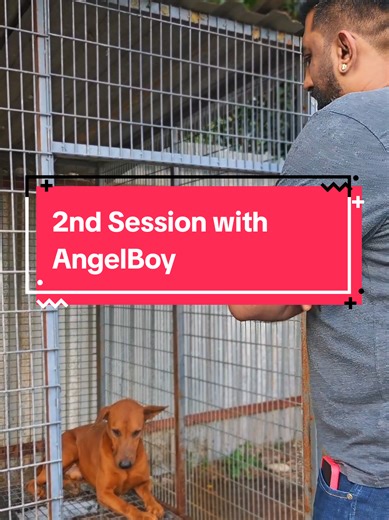 2nd Session with AngelBoy 🐾 @🐕Be honest with animals 🙈 A Malaysian Breed who lost his trust in humans after being captured and roughly handled by the local council. Because of that trauma, he spent almost 1 year living inside a cage, afraid, shut down, and hopeless. This was only our 2nd meeting. Healing doesn’t happen overnight. I’m Hirry from The Pets Masters, and stepping in for AngelBoy means one thing only — time, patience, and trust-building. No force. No rush. Just calm energy, consist