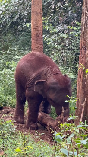 Tawan 🐘🥰 | Bank Mahout