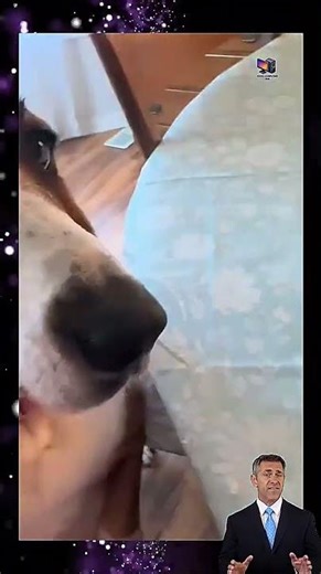 Trying to Get the Ball! #retropc #retrocomputing #oldpctips #retropcsetup