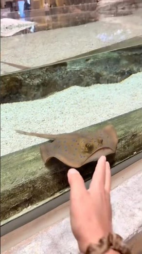Stingray 🐠 Fish