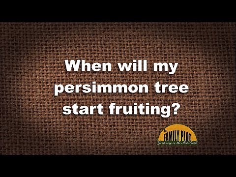Q&A – When will my persimmon tree start fruiting?