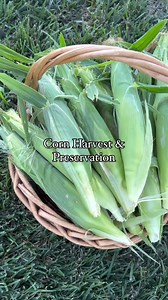 Corn harvest and preservation is here! I stagger plant my corn rows so I don’t have so much to do at once. 1/8th of the way done, about 320 more ears to go 🌽😅I typically freeze my harvest for the year with these steps:1. Pick corn and shuck, and snap off the end stem.2. Remove any bugs, excess silk, and blemishes. 3. In a bucket of clean water use a brush to take off the last of the silk. 4. Blanch corn ears in batches in a large stock pot in boiling water for 3-4 minutes.#5. Remove from water