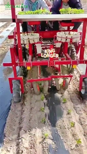 2-row pepper cabbage transplanting machine