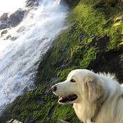 TAILS TO TRAILS: Dog-Friendly Waterfall Hiking Trails in Oregon for You and Your Pup | FIDO Friendly