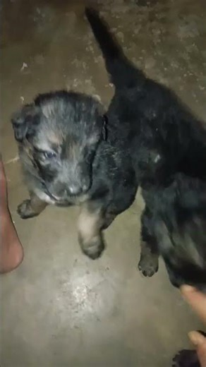 #jo puppy dog se pyar krte ho🥰❤️
