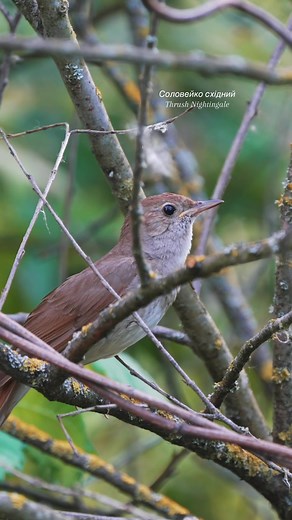 Хто співає краще всіх? #1 в пташиному Spotify - Соловейко східний (Thrush Nightingale) #birds #birdwatching