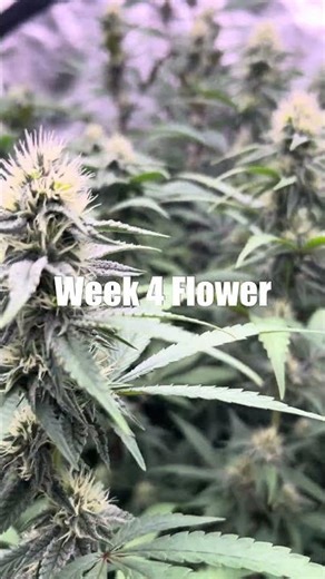 Week 4 Flower Colors Already Popping 👀🔥