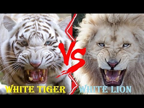 White Lion VS White Tiger - White Tiger VS White Lion Who Would Win