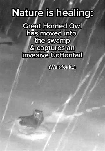 Discover the Healing Power of Nature in the Swamp